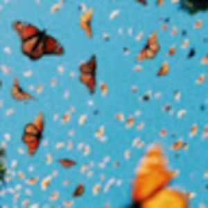 Meet your Posher, Nina